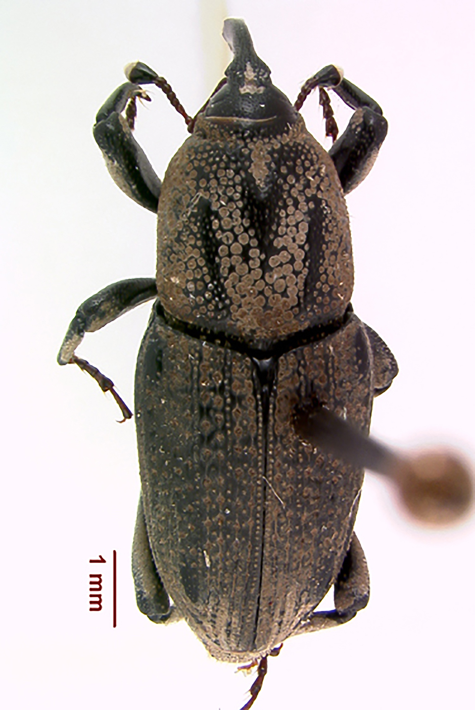 HuntingBbugMFerro1.jpg low res.jpg thumbnail